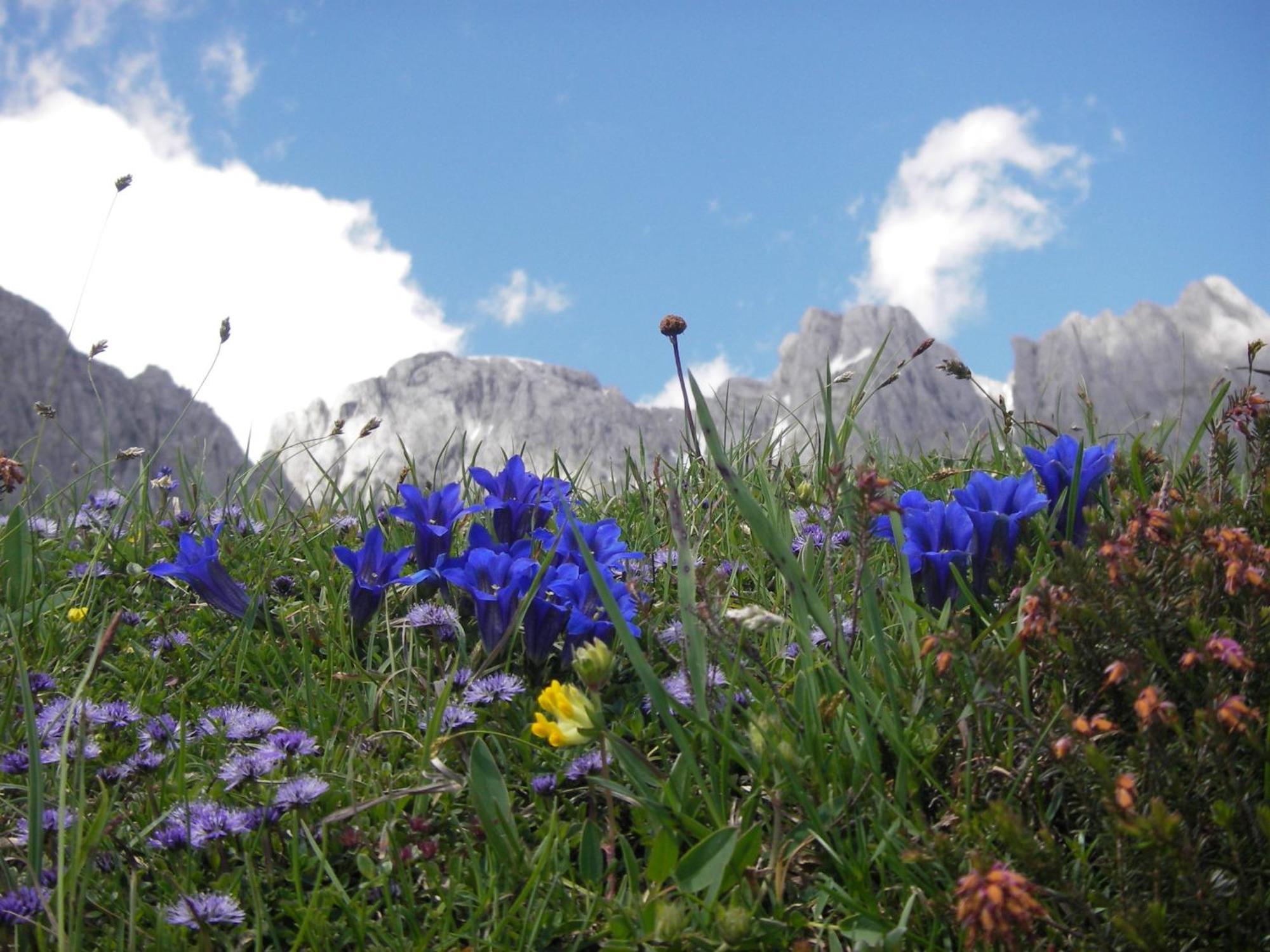 Molteraugut Lejlighed Mühlbach am Hochkönig Eksteriør billede