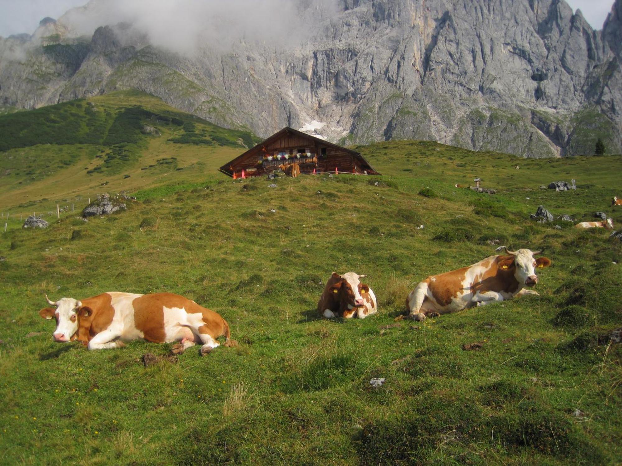 Molteraugut Lejlighed Mühlbach am Hochkönig Eksteriør billede